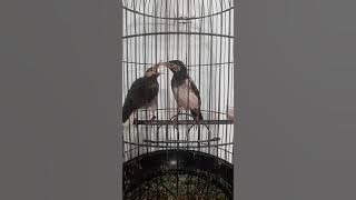 Anakan jalak suren 2.5 bln