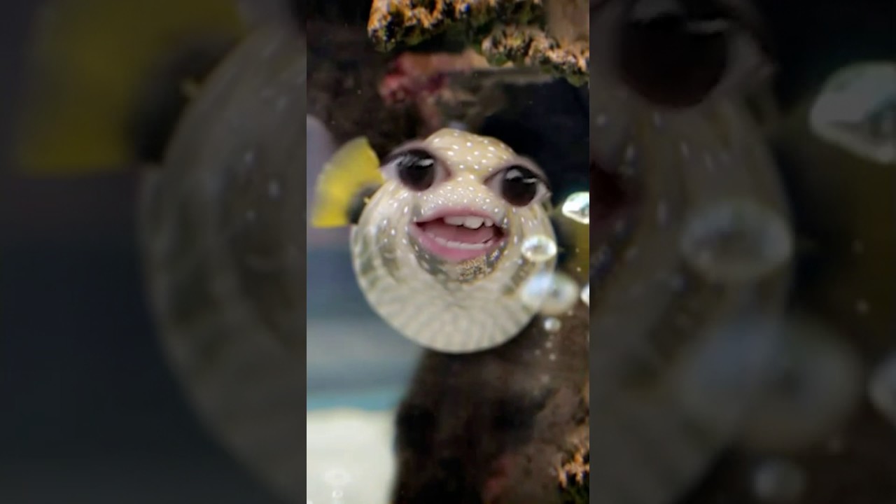 Hello im a fishy fish😂😂