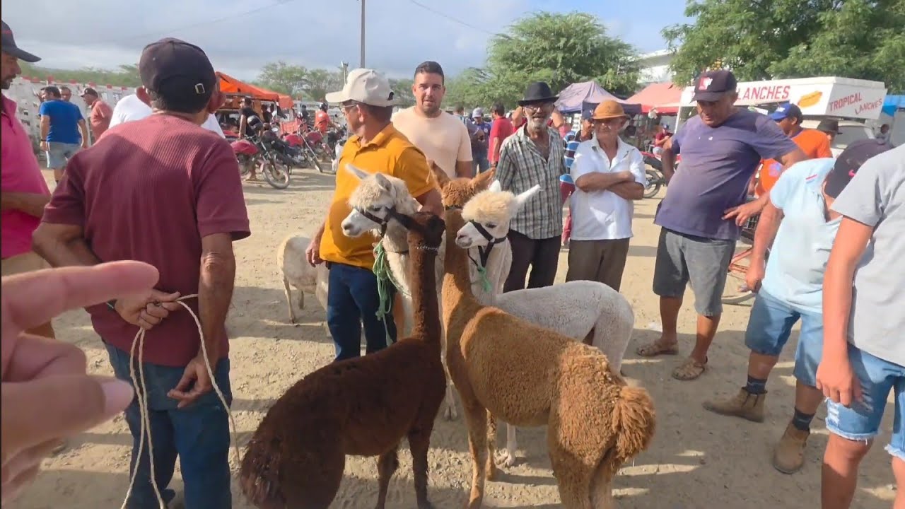 ANIMAIS DIFERENTES NA FEIRA DE SANTA CRUZ DO CAPIBARIBE-PE 19/01/2026