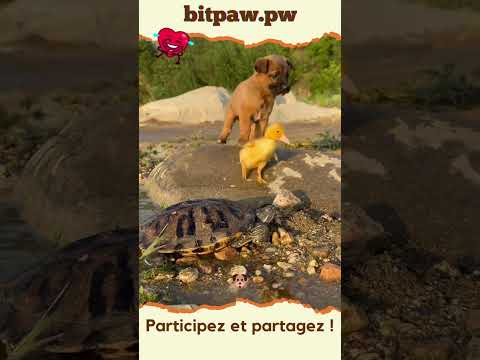 #shorts Mignons &