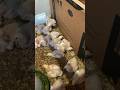 Meat Chickens