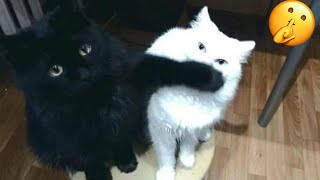 : Try Not To Laugh  New Funny Cats Video  - MeowFunny Part 28