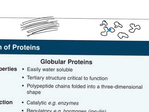 Macromolecule. Fibrous Vs Globular Proteins