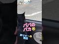 野良猫に会えずパパに抗議する【天才お喋り猫】 #しゃべる猫 #天才猫
