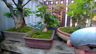 видео: Бонсай и заготовки на улице лето 2022 год часть 5 Bonsai and blanks on the street summer 2022 part 5 картинка: Бонсай и заготовки на улице лето 2022 год часть 5 Bonsai and blanks on the street summer 2022 part 5