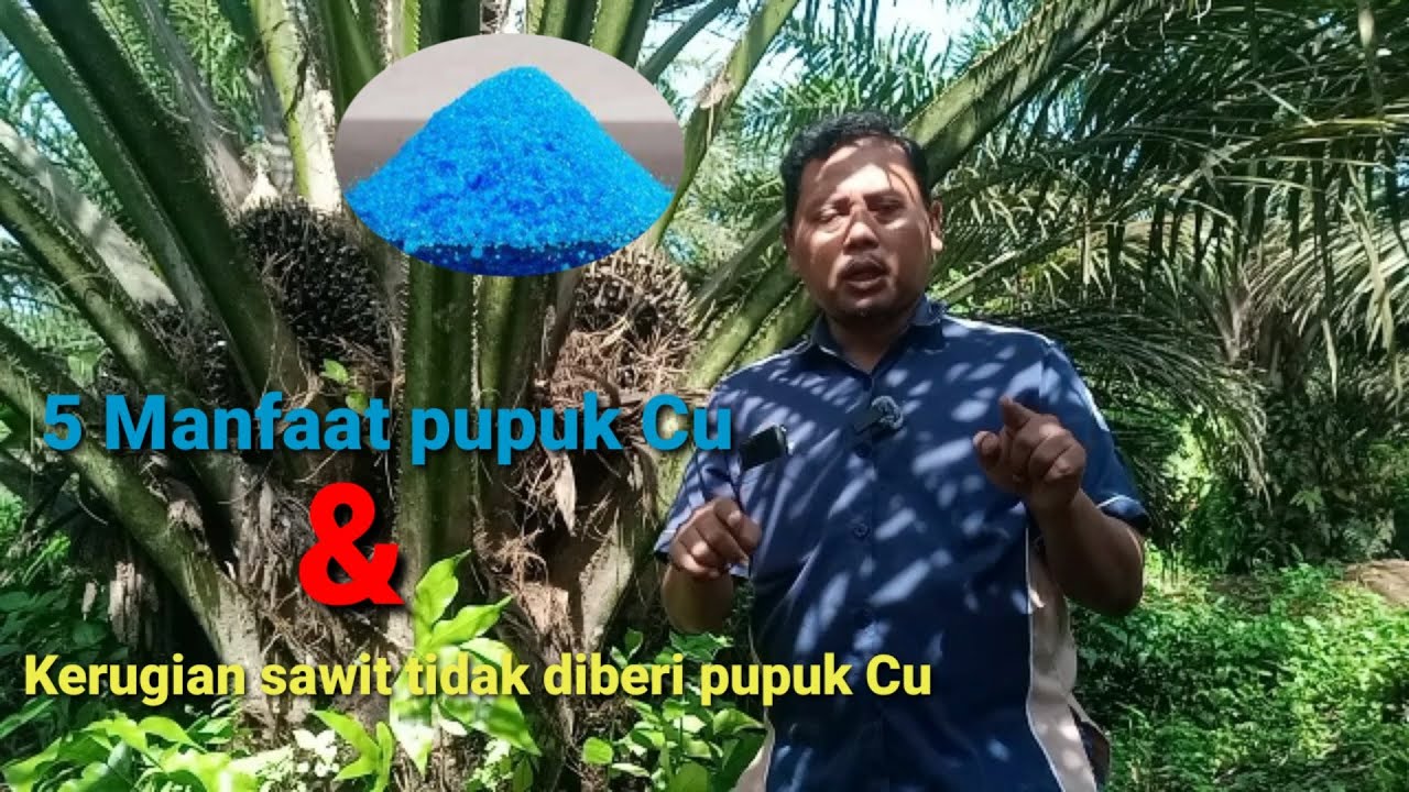 Manfaat pupuk Cu terhadap tanaman sawit serta kerugian ketika pupuk tersebut tidak diberikan