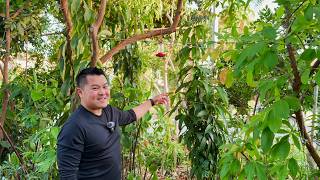 Do's and Don'ts of Growing Tropical Fruit Trees in Summer Weather