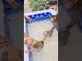 Chip loves swimming