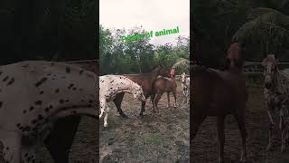 #power​​ of​ animal​ #horselover #​horsepower​#horseriding​ #porn #pornhorse  #makelove​ #horse