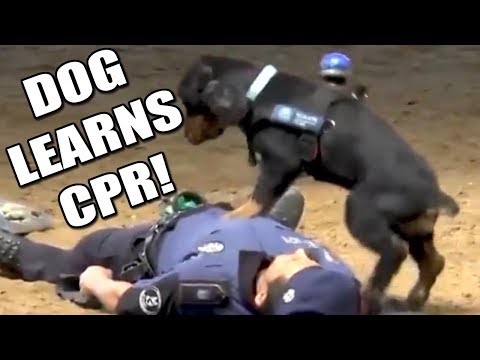 Dog Saves OWNERS LIFE! Fact or Fiction?