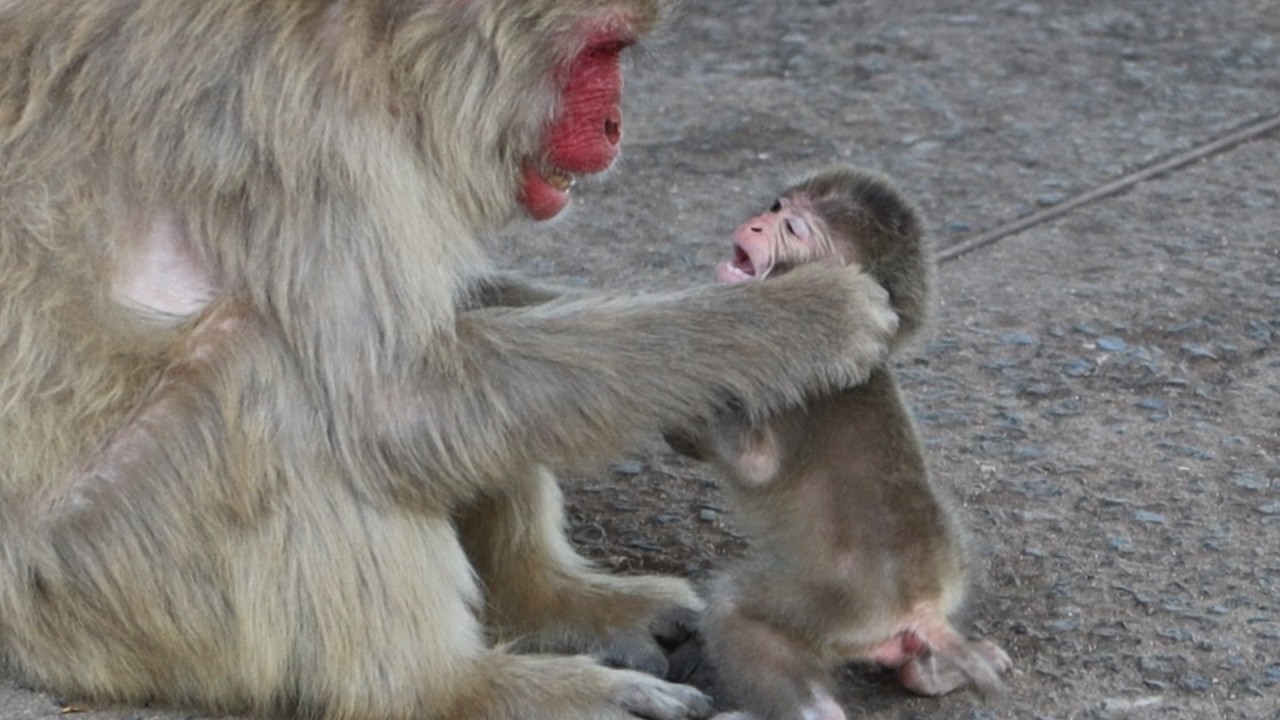Ой нет! Малыш-обезьянка что-то сделал с мамой  / monpai monyet snow monkey