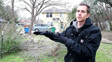 Cutting My First Tree (using my STIHL MS 170)