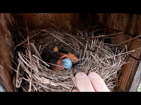 Checking Bluebird Nest Boxes