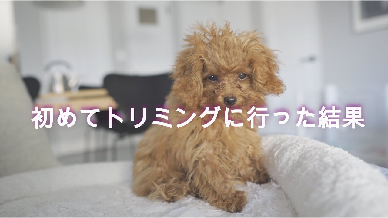 初めてのトリミングで変身 ティーカッププードル 生後4か月の子犬 ぽんちゃん初めてのトリミングに行く Youtube