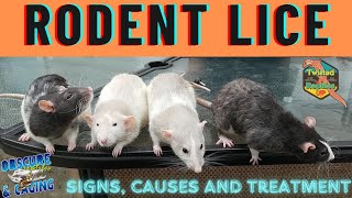 Rat LICE! Rodent Mites, Lice and Other Parasites