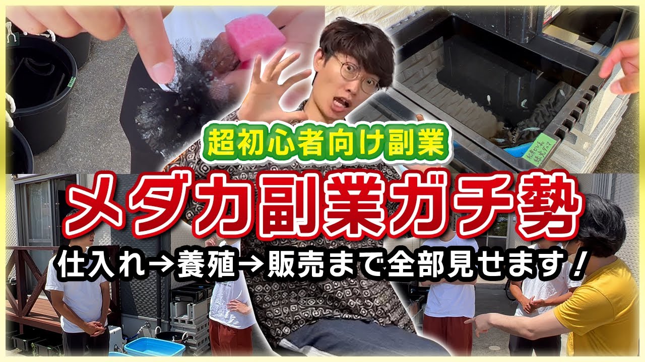 【ガチ勢に聞く！】メダカ副業の仕入れ→養殖→販売まで全部見せます！メダカ副業でお金を稼ぐ方法【メダカ養殖】
