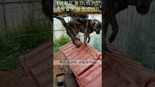 1년전의 울프, 리카!! 토요일에 삼촌이 오면!!(2025.05.17) #강아지 #강아지일상 #반려견 #puppy #dog