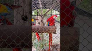 As CORES MAIS Vibrante da AMAZÔNIA #shorts