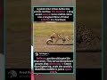 SERVAL VS COBRA: The Fastest Kill You've Ever Seen! #servalcats #Cobra #SnakeVsCat #Wildlife#Hunt