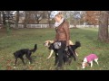 Dogs come In Donaueschingen