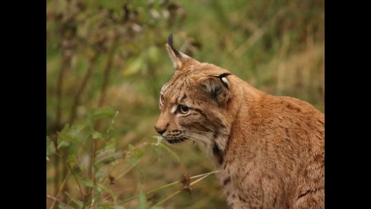 Bayerischer Wald 2009