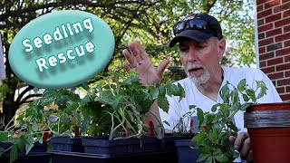 Rootbound and Down | Late Tomato Seedling Transplanting