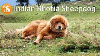 Indian Bhotia Dog (Bhotia Sheepdog, Bhotia Shepherd, Pahari Kutta) by Dog Breed Info Share 19,698 views 5 years ago 3 minutes, 22 seconds