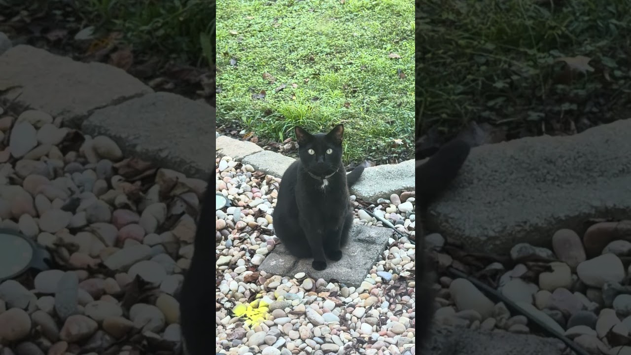 He watches||#cat #catshort #fyp