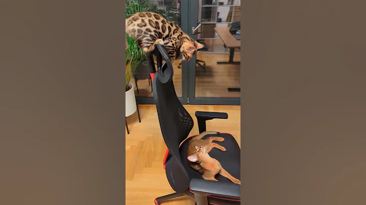 Video 5096831: bengal abyssinian