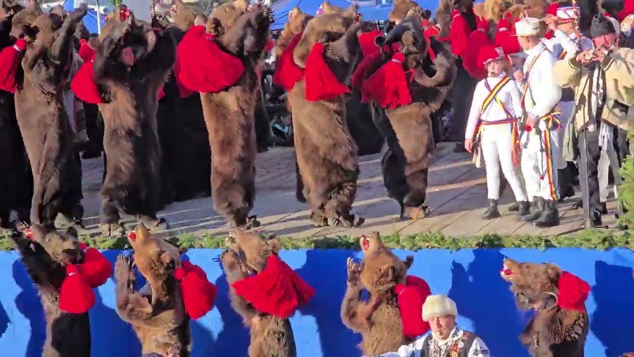 URSUL LUI GAVRILĂ DIN ASĂU, 30 DECEMBRIE 2024, DARINI STRĂMOȘEȘTI COMĂNEȘTI