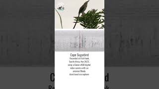 Cape Sugarbird | Making Africa Heard Sound Library