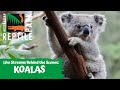 LIVE WITH GIZMO THE KOALA | AUSTRALIAN REPTILE PARK