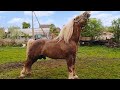 ЖЕРЕБЕЦЬ ГУЛЬПАН/КОНІ ВАГОВОЗИ/ КОНІ В УКРАЇНІ/ BEAUTIFUL WHITE-MANED STALLION 🔥 🔥