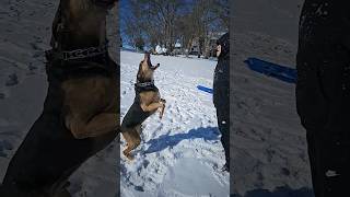 My Dog Can&#39;t Catch Snowballs #doglife