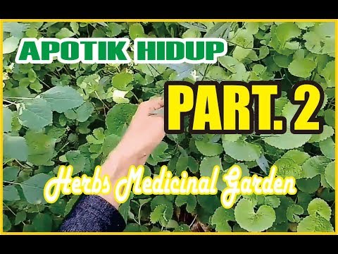 Video: Evergreen Herb Garden - Jenis Tanaman Herbal Evergreen Untuk Taman