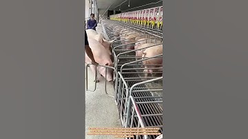 Feeding Efficiency: The Role of Pig Feeding Cages in Modern Farming