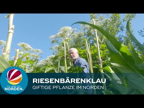 Video: Welcher Bärenklau ist gefährlich?