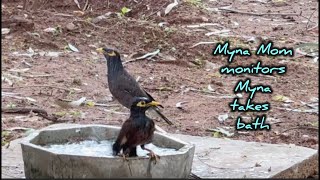 Myna Mom monitors myna Drinking water & Bathing #commonmyna#birdsbath #birdwatchers screenshot 5