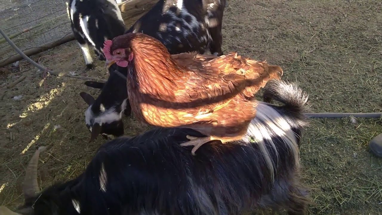 CHICKEN RIDING A GOAT - YouTube