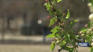 Wichita ranks at the top of allergy cities