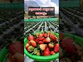 Munnar Vattavada Farm #munnar #vattavada #shorts #travel