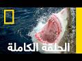 الحلقة الكاملة | شهود عيان على هجمات أسماك القرش | ناشونال جيوغرافيك أبوظبي