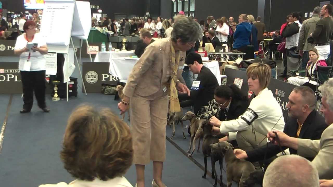 WDS2012: Female, open class - Hündin, offene Klasse - Суки, открытый