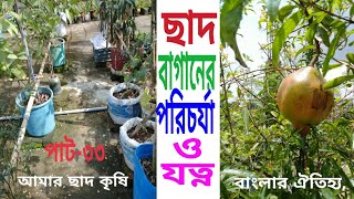 ছাদ বাগানের পরিচর্যা ও যত্ন,  আমার ছাদ কৃষি বাংলার ঐতিহ্য পাট- ৩৩