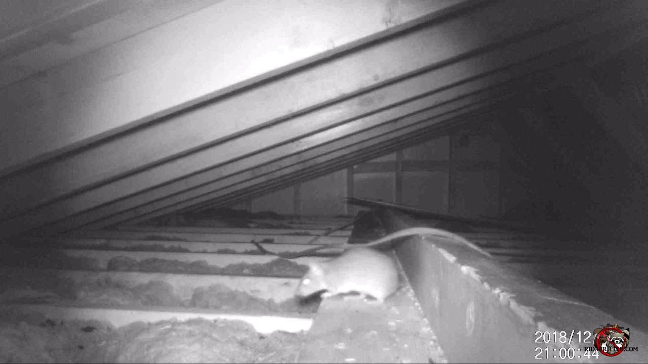 Night Vision Video of a Rat in an Attic in Atlanta YouTube