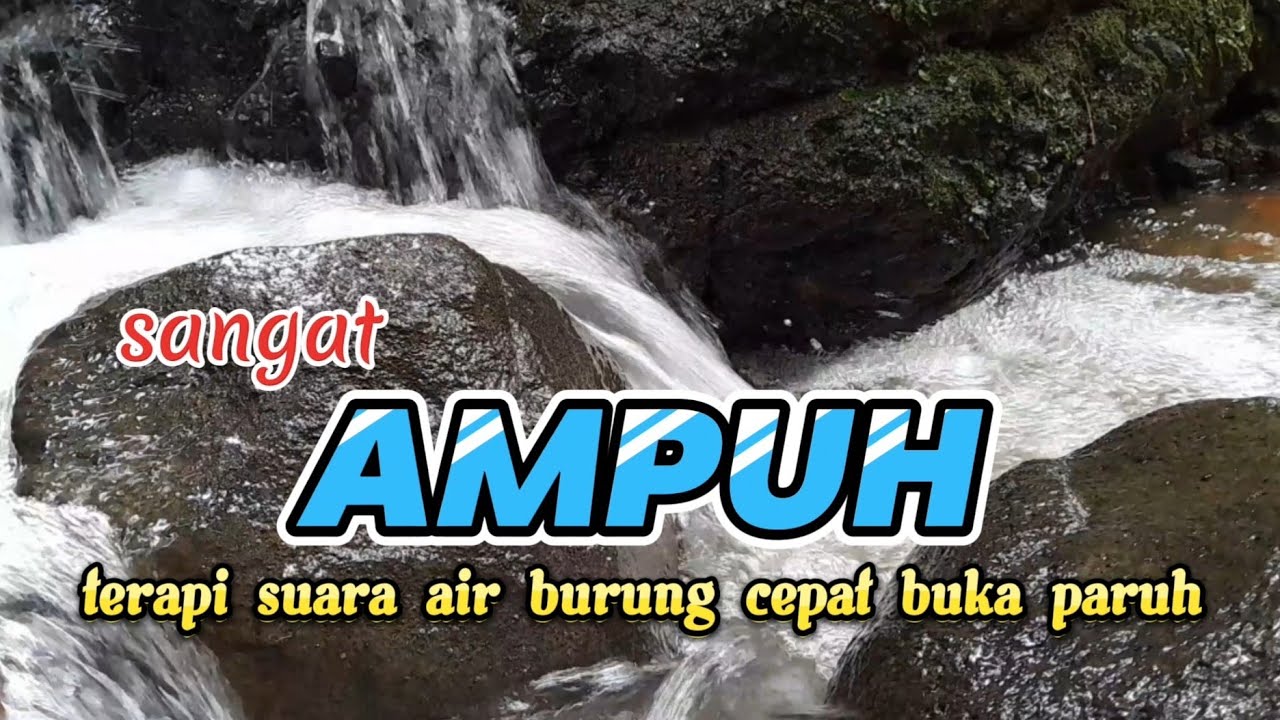 SANGAT AMPUH, terapi suara air untuk pancingan burung cepat buka paruh
