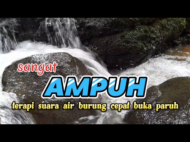 SANGAT AMPUH, terapi suara air untuk pancingan burung cepat buka paruh class=