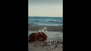 Kerim Yağcı - Deniz Üstü Köpürür.. Resimi