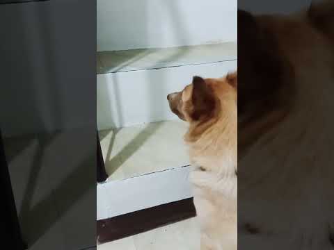 Oct 15 2025 Our Dog Doglover Dog Doglover Pet Shortvideo Shortsvideo Shorts 
