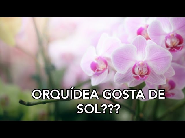 Orquídea gosta de sol? #CURSO DE CULTIVO - thptnganamst.edu.vn